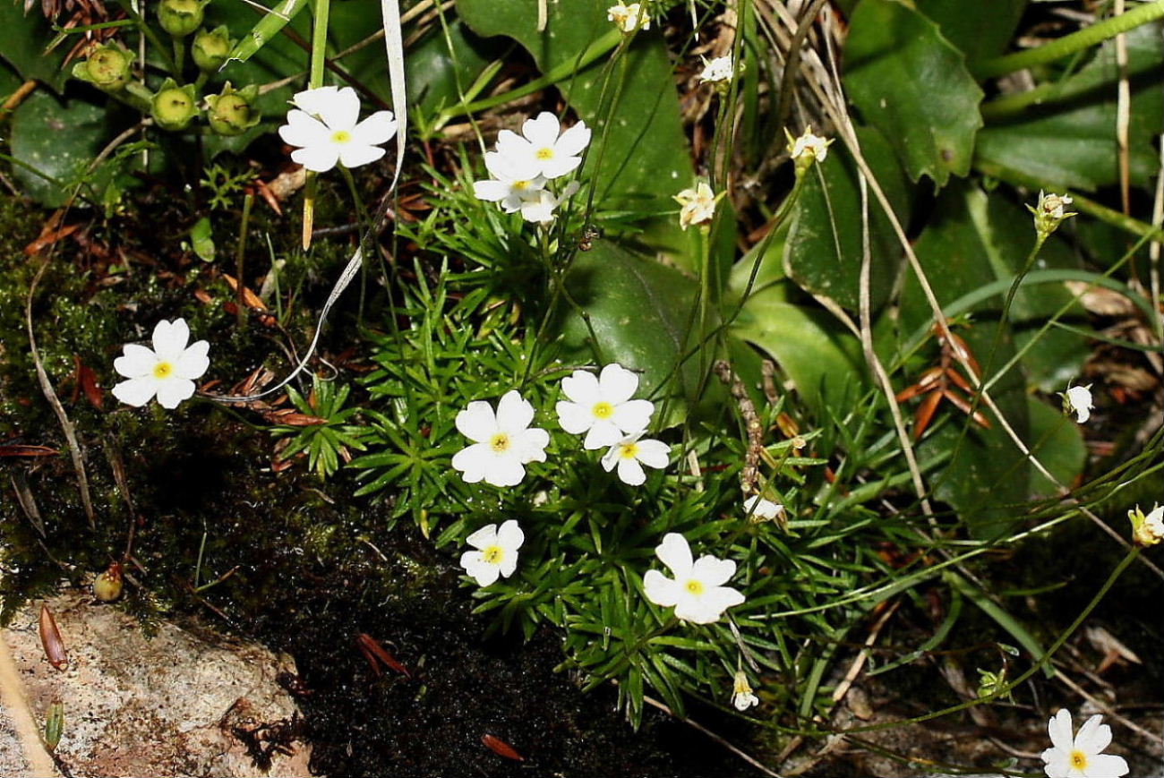 Androsace lactea /  Androsace lattea